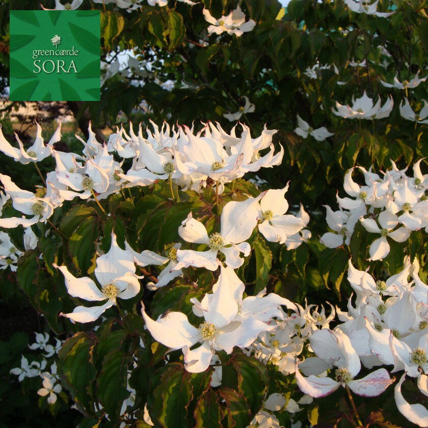 ヤマボウシ 単木 樹高H:3000mm　植木 苗