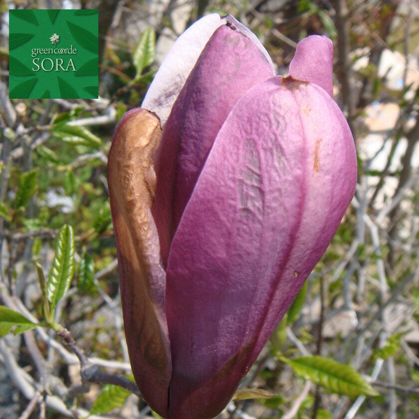 シモクレン 株立 樹高H:2500mm　植木 苗のサムネイル