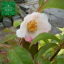 シャラ 株立 樹高H:3000mm 植木 苗