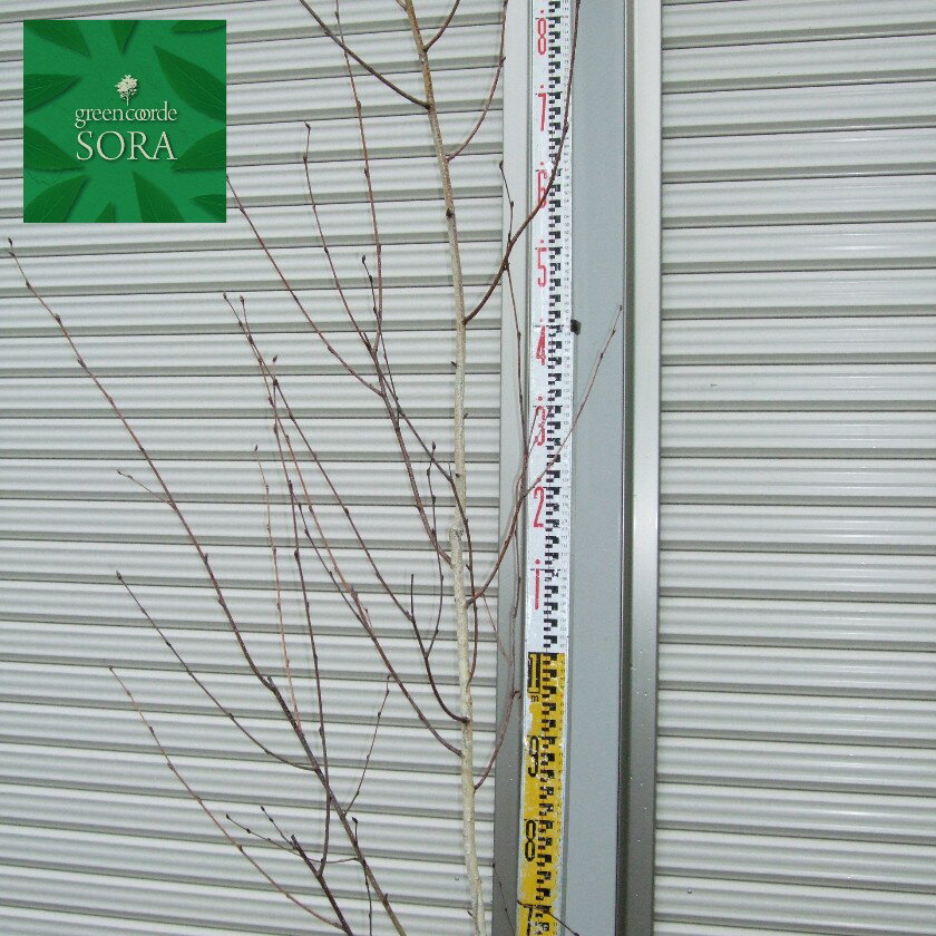 シラカバ　シャクモンティー　単木　樹高　H:2000mm　植木 苗のサムネイル