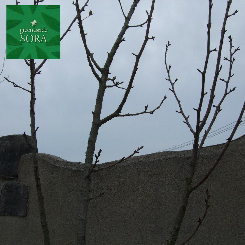 ヤエザクラ　キイロ 単木 樹高H:3000mm　植木 苗