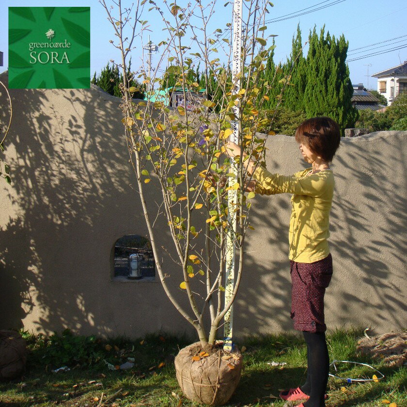 マンサク 単木 樹高H:2000mm　植木 苗