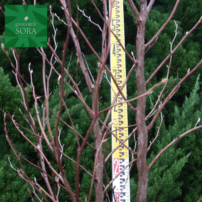 ヒメシャラ　単木　樹高　H:2000mm　植木 苗