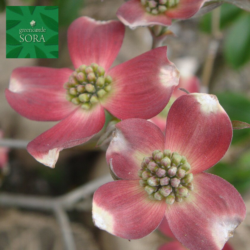 ハナミズキ 赤花 単木 樹高H:3000mm　植木 苗