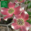 ハナミズキ 赤花 単木 樹高H:3000mm 植木 苗