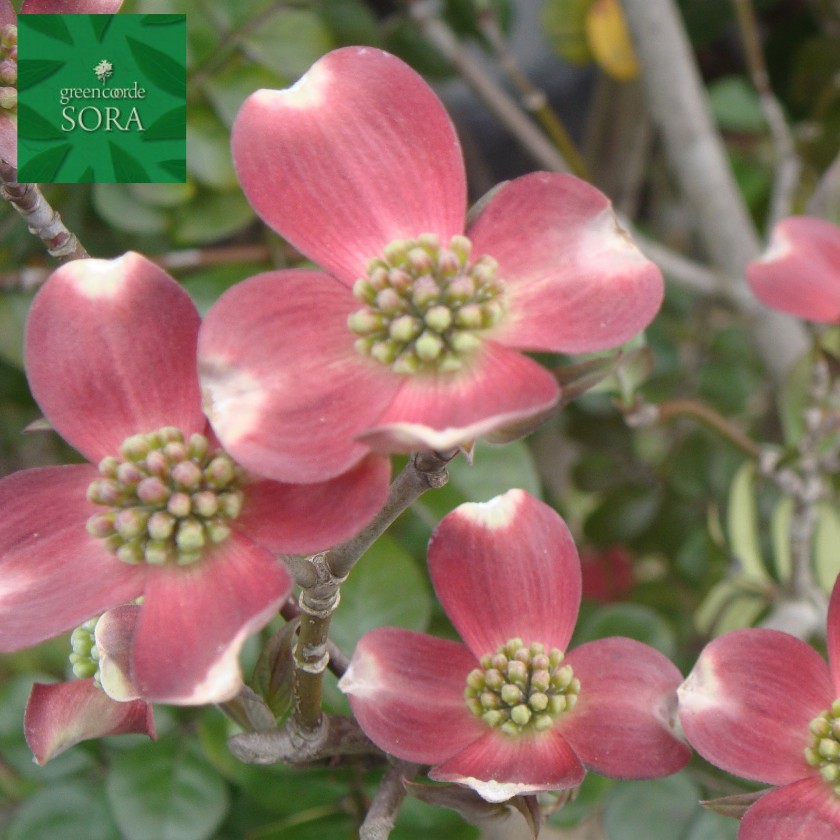 ハナミズキ 赤花 単木 樹高H:2500mm　植木 苗