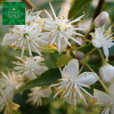 ハイノキ 株立 樹高H:2000mm 植木 苗