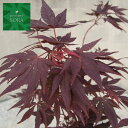 ノムラモミジ 単木 樹高H:2000mm 植木 苗