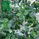 ソヨゴ 株立 樹高H:2000mm 植木 苗