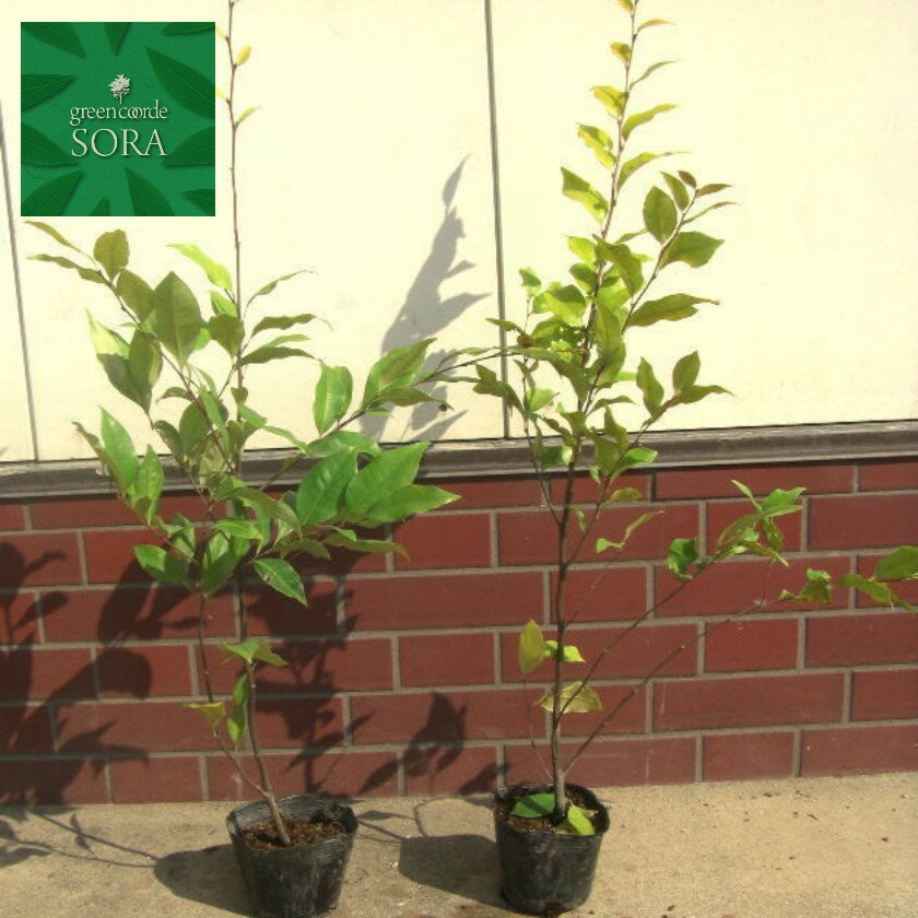 コジイ H500〜700mm 100本 鉢底より　植木 苗