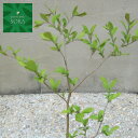 サワフタギ 10.5cmポット 100本 植木 苗
