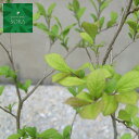 サワフタギ 10.5cmポット 25本 植木 苗