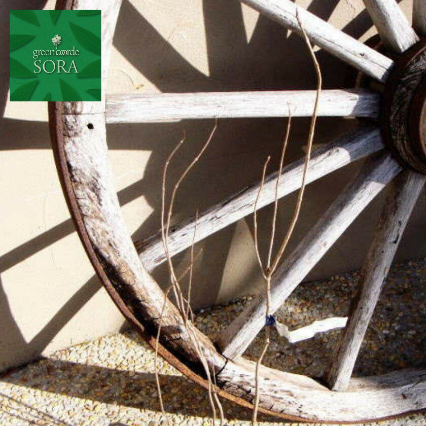 ハマゴウ　10.5cmポット　50本　植木 苗