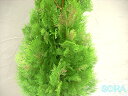 エレガンテシマ 樹高H:1800mm 植木 苗