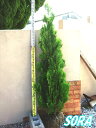 エレガンテシマ 樹高H:1500mm 植木 苗