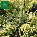 ゴールデンカーペット15cmポット 3本 植木 苗