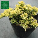 ゴールデンカーペット15cmポット 1本 植木 苗
