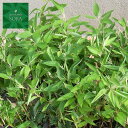 オカメザサ 24本 植木 苗
