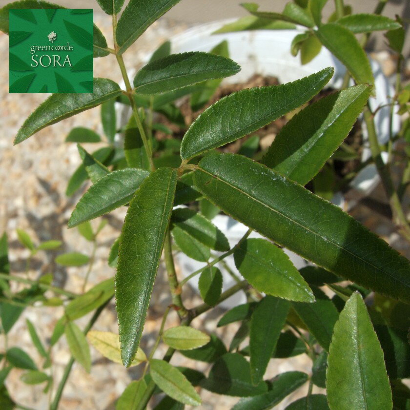 シロモッコウバラ 13.5〜15cmポット 3本　植木 苗