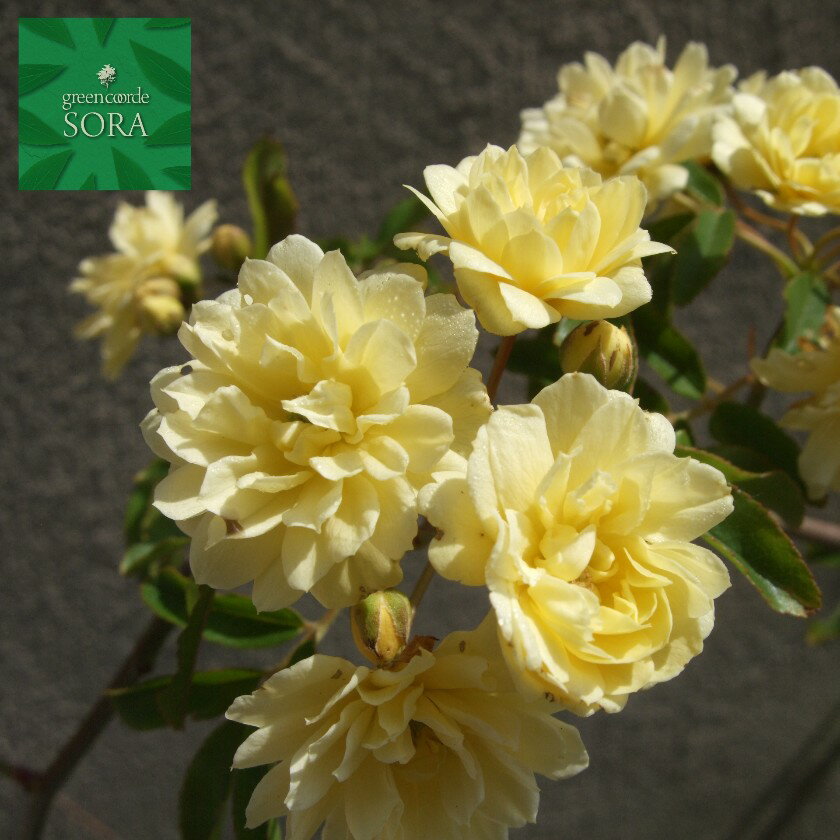 モッコウバラ 黄色 13.5〜15cmポット 3本　植木 苗