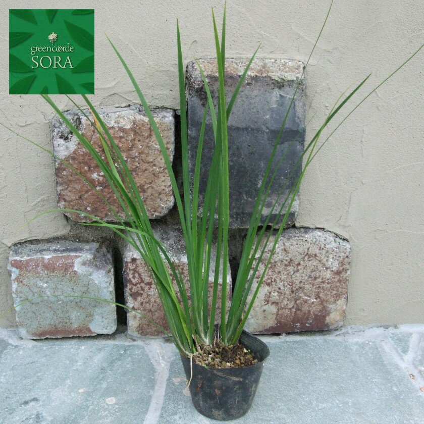 セキショウ　1本　植木 苗