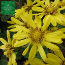 ツワブキ 1本 植木 苗
