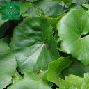 ツワブキ 6本 植木 苗