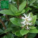 フッキ草 12本 植木 苗(4)
