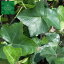 ヘデラヘリックス　24本　植木 苗