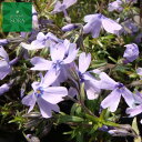 芝ザクラ(紫) 12本 植木 苗(4)