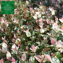 初雪カヅラ 12本 植木 苗