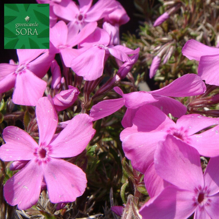 大輪芝ザクラ　6本　植木 苗