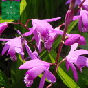 紫蘭 3本 植木 苗