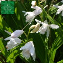紫蘭 白花 植木 苗