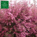 赤葉紅花常盤満作H1100〜1300mm 5本 鉢底より 植木 苗