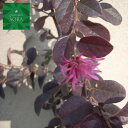 赤葉紅花常盤満作H1100〜1300mm 10本 鉢底より 植木 苗