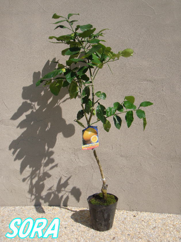 マーシュグレープフルーツ(白)　2年生　植木 苗