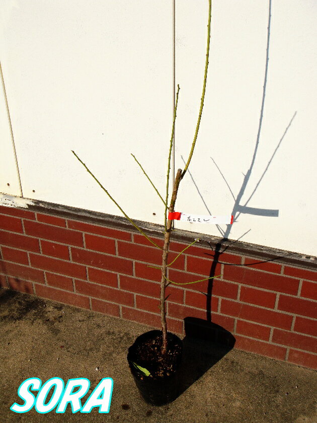 中梅　紅さし 2年生　植木 苗