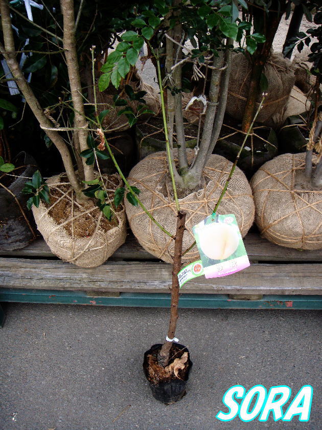 桃　白秋　2年生　植木 苗