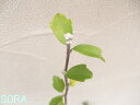 【低木】御茶事の生け花として知られています。槿・むくげ・ムクゲ（白）　H1000