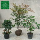 赤実 3点セット 植木 苗