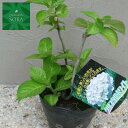 西洋紫陽花 クリスタルホワイト 15cmポット 植木 苗