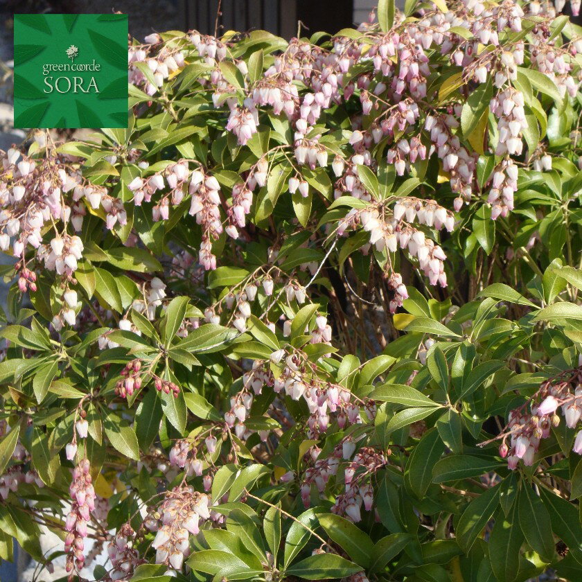 常緑低木 春には小さく可愛い花が咲きます 紅花アセビ H900～1100mm 植木 鉢底より 【楽天カード分割】 苗