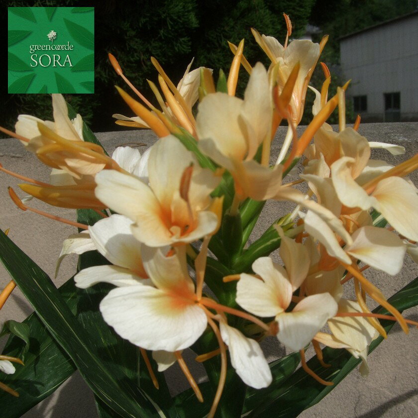 ジンジャーリリー ドクターモイ　植木 苗のサムネイル