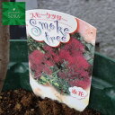 スモークツリー (赤) H500〜700mm 鉢底より　植木 苗