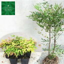 お多福セット 植木 苗