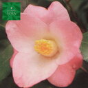 侘助 平成侘助 12cmポット 1本 植木 苗
