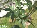 イロハモミジ　株立　樹高H:1800mm　植木 苗