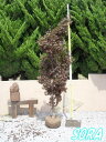 ノムラモミジ 単木 樹高H:1500mm 植木 苗