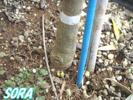 オリーブ オンライン チプレッシーノ 樹高h 3000mm Rcp 05p03dec16 Sora 非常に花粉量が多く受粉木にも適します 珍しい品種 オリーブ オンライン チプレッシーノ 樹高h 3000mm Rcp 05p03dec16 Sora 非常に花粉量が多く受粉木にも適します 珍しい品種
